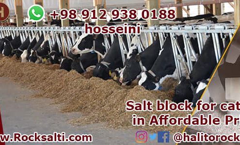 Cows rock salt